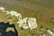 Centenas de peixes mortos no estuário do Rio Tejo