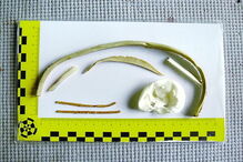 Cegonhas confundem plásticos com minhocas em Olhão