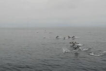 2018-07-10_12_27_41 dolphin.jpg