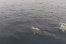 2018-07-10_12_27_42 dolphin2.jpg