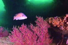 Recife natural alberga mais de 800 espécies de peixes e algas