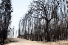 2018-03-28_09_49.17 incendio-floresta.jpg