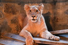 Leoa presa em jaula é atração turística em restaurante