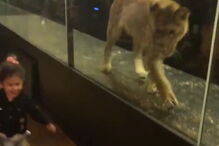 Leoa presa em jaula é atração turística em restaurante