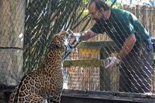Jaguar que escapou da jaula, no zoo de Nova Orleães