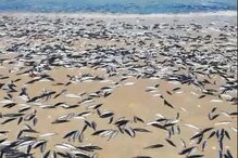 Vídeo mostra centenas de peixes mortos em areal de praia da Cortegaça
