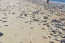 Vídeo mostra centenas de peixes mortos em areal de praia da Cortegaça