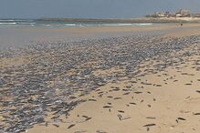 Peixes mortos em Ovar