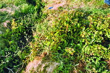 Telemóvel de Luís Miguel Grilo encontrado na berma de estrada