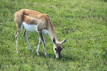 Gamo é um mamífero ruminante muito semelhante ao veado