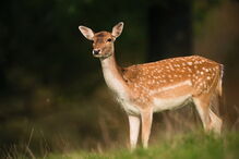 Gamo é um mamífero ruminante muito semelhante ao veado
