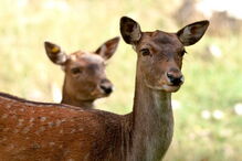Gamo é um mamífero ruminante muito semelhante ao veado