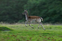 Gamo é um mamífero ruminante muito semelhante ao veado