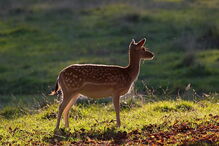 Gamo é um mamífero ruminante muito semelhante ao veado