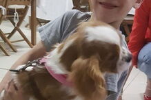 Morreu menino de seis anos que ficou preso em piscina de Azeitão