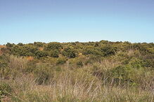Depois do abate de árvores em Vila Real de Santo António
