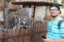 Zoo nega pintura em burro para se parecer com uma zebra