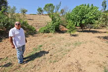 Moradores estão revoltados com os estragos provocados nos terrenos agrícolas pelos javalis selvagens  