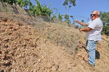 Moradores estão revoltados com os estragos provocados nos terrenos agrícolas pelos javalis selvagens  