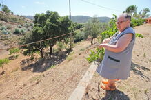 Moradores estão revoltados com os estragos provocados nos terrenos agrícolas pelos javalis selvagens  