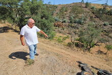 Moradores estão revoltados com os estragos provocados nos terrenos agrícolas pelos javalis selvagens  