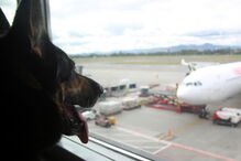 Sombra, cadela treianda para detetar drogas, tem a cabeça a prémio na Colômbia