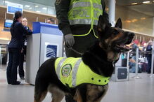 Sombra, cadela treianda para detetar drogas, tem a cabeça a prémio na Colômbia