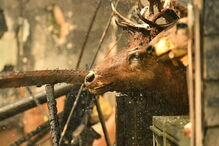 Incêndios Califórnia