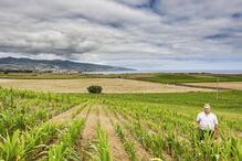 Seca na ilha de São Miguel leva agricultores a ponderar redução de explorações
