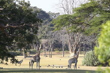 Humanidade vai viver da natureza a crédito a partir de quarta-feira