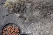 Cão sobrevive a incêndios na Grécia dentro de um forno