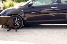 Cães de grande porte estão a assustar quem tenta entrar ou sair do parque