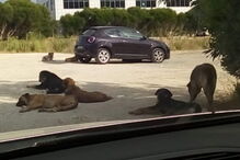 Cães de grande porte estão a assustar quem tenta entrar ou sair do parque