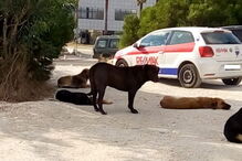 Cães de grande porte estão a assustar quem tenta entrar ou sair do parque
