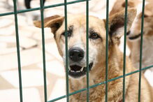 Câmara de Santo Tirso investe 600 mil euros na construção de canil/gatil municipal