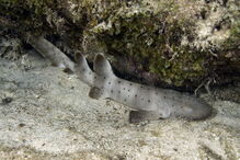 Tubarão bebé foi roubado de um aquário público, no Texas