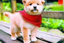 2018-07-31_12_51_02 Mameshiba_© 2009 MAMESHIBA PRODUCTION COMMITTEE (3).jpg