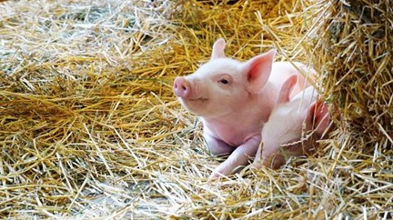 Video Mostra Porco Com Cara De Humano Insolitos Correio Da Manha