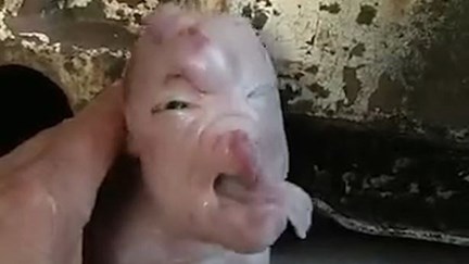 Video Mostra Porco Com Cara De Humano Insolitos Correio Da Manha