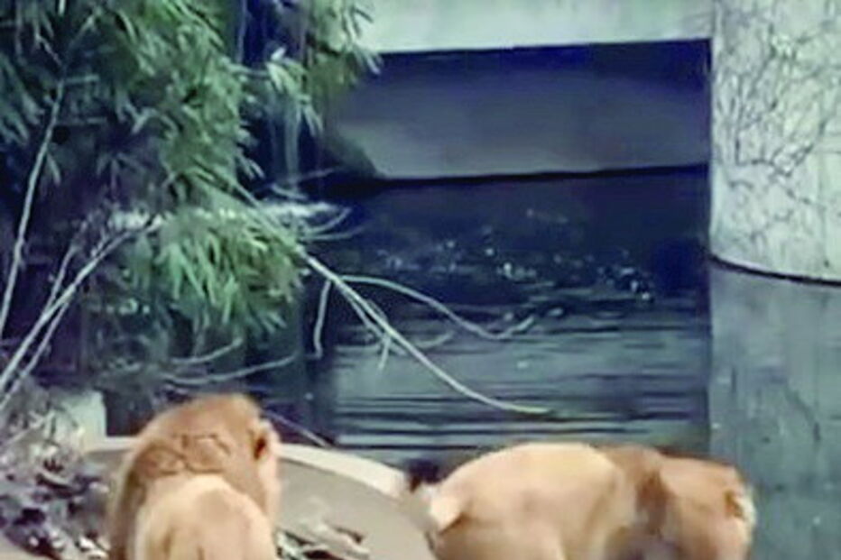 2018-07-02_00_09.25 leão.jpg