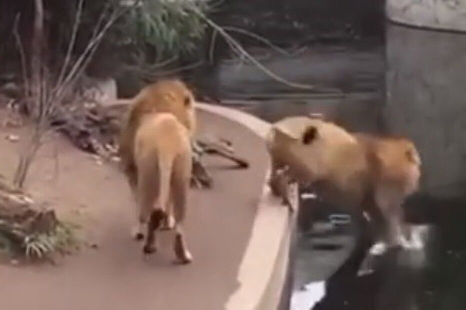 2018-07-02_00_14.38 leão.jpg