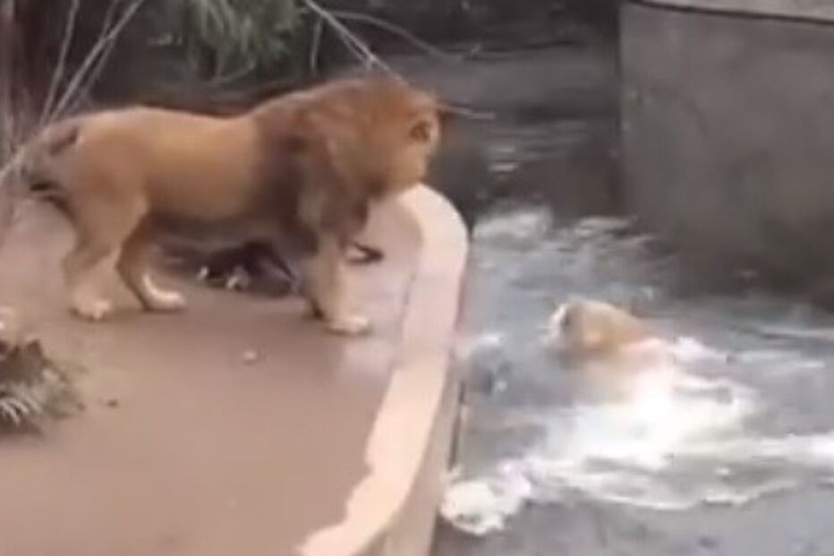 2018-07-02_00_14.39 leaoalemanha.jpg