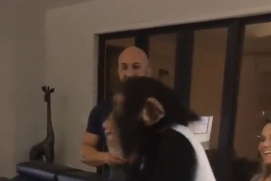 chimpanzé, animal, Jorge, Tania