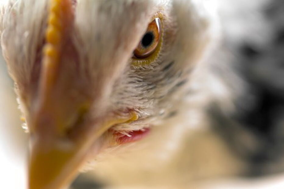 Incêndio num aviário em Vouzela mata 100 pintainhos