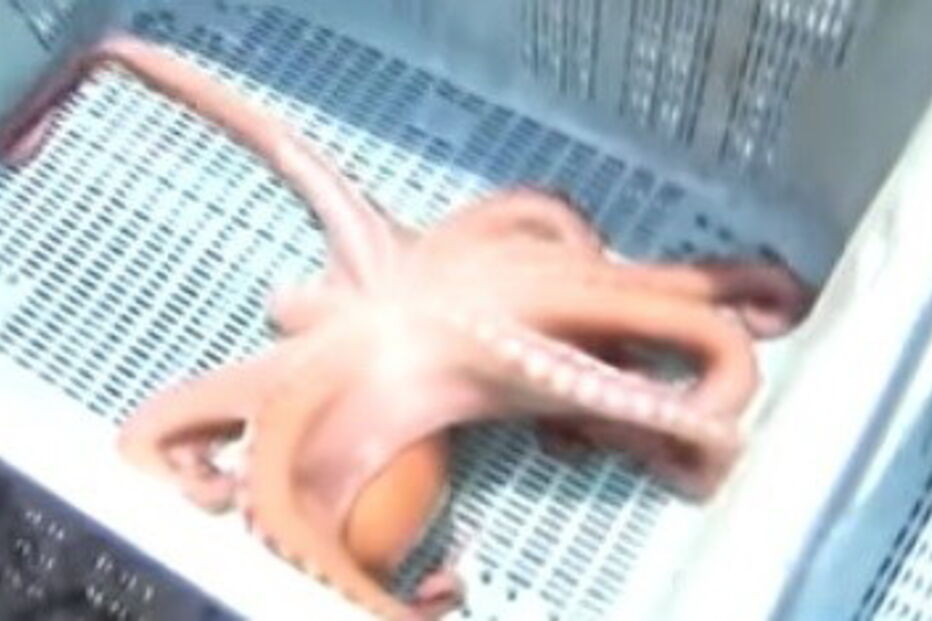 Polvo adivinho acabou comido