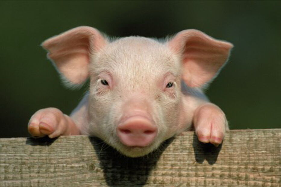 Leitão saudável