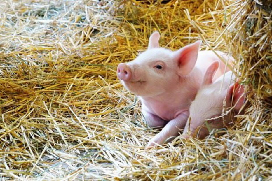 Leitão saudável