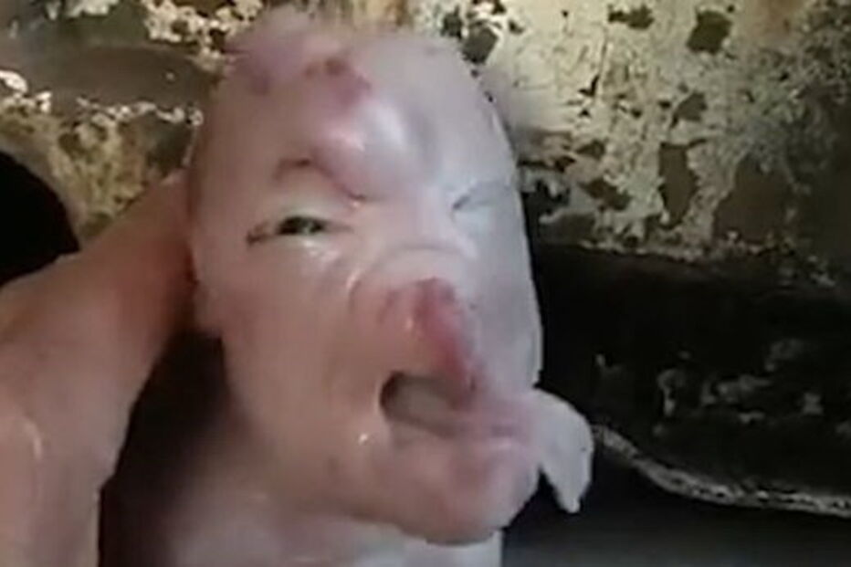 Leitão com mutação genética