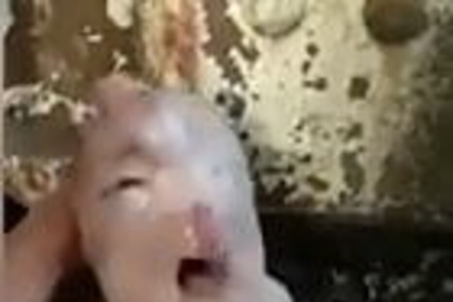 Leitão com mutação genética