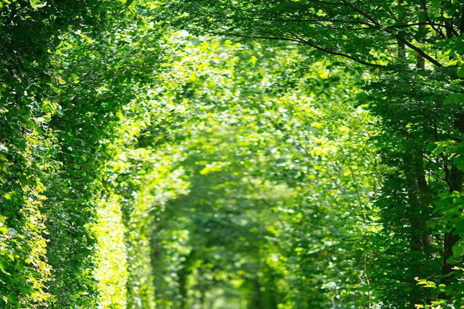 Alexey Lyah e Megan Scraper